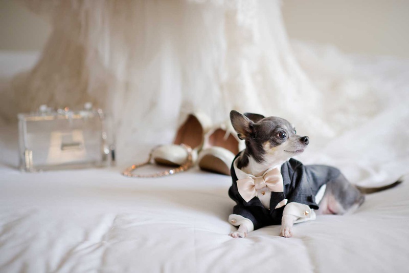 Chihuahua in Little Tuxedo
Photography: Studio This Is
Read More:
http://www.insideweddings.com/weddings/glamorous-city-style-real-wedding-at-a-luxury-hotel-in-chicago/1217/ grey and white dog chihuahua in custom made bow tie suit and shirt with wedding accessories