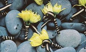 Chartreuse Boutonnieres
Photography: Yvette Roman Photography
Read More:
http://www.insideweddings.com/weddings/sophisticated-black-white-wedding-in-santa-barbara-california/113/ Men's floral boutonniere with striped ribbon