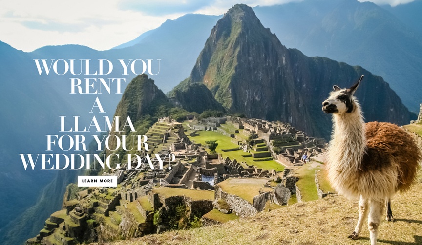 Renting Therapy Llamas and Alpacas for Your Wedding
Article: Unique Entertainment: Llama %26 Alpaca Rentals for Your Wedding
Photography: Courtesy of andBeyond
Read More:
http://www.insideweddings.com/news/planning-design/unique-entertainment-llama-alpaca-rentals-for-your-wedding/3737/ renting therapy llamas alpacas wedding mtn peaks non-profit unique entertainment animals therapy