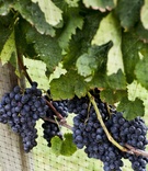 Grapes on Vine
Photography: Christian Oth Studio
Read More:
http://www.insideweddings.com/weddings/classic-vineyard-wedding-in-the-hamptons/348/ Wolffer Estate Vineyard purple grapes and leaves