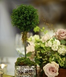 Small Topiary Centerpiece
Photography: David Wittig Photography
Read More:
http://www.insideweddings.com/weddings/vintage-inspired-chicago-wedding-with-rustic-elements/441/ Square vase filled with moss and small treelike plant
