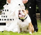 How to Feature Your Dog in the Wedding