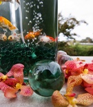 Goldfish Vase
Photography: Apertura Photo
Read More:
http://www.insideweddings.com/weddings/persian-wedding-with-western-influence-in-napa-valley-california/255/ large vase filled with water and goldfish