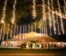 Twinkle Lights Cascading From Tree