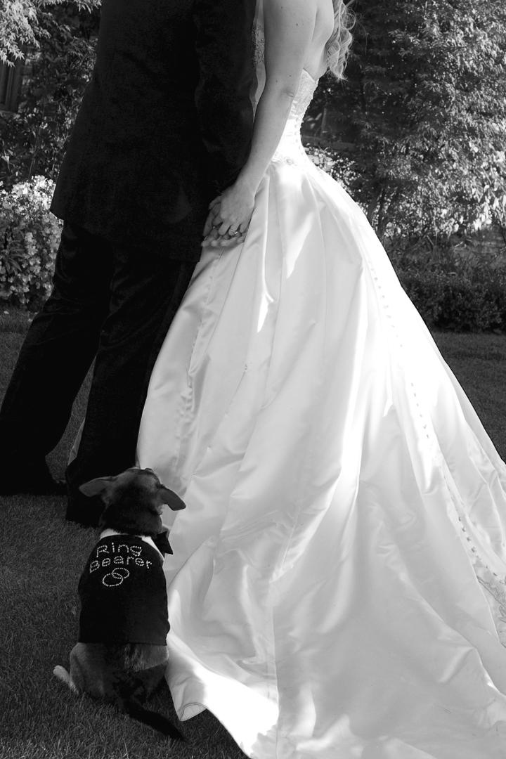 Dog Ring Bearer Outfit
Photography: Simone %26 Martin Photography
Read More:
http://www.insideweddings.com/weddings/sophisticated-autumn-inspired-wedding-in-napa-valley-california/262/ Black and white photo of small dog ring bearer