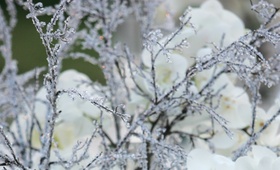 Winter Reception Décor
Photography: Maring Lifestyle Photography
Read More:
http://www.insideweddings.com/weddings/winter-circus-wedding-at-the-ringling-museum-of-art-in-florida/150/ Icy winter-themed wedding centerpieces and orchids