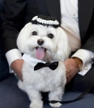 Maltese Ring Bearer
Photography: Gruber Photographers
Read More:
http://www.insideweddings.com/weddings/glamorous-all-white-fall-wedding-in-new-york-city/327/ Jewish dog wearing yarmulke and bow tie