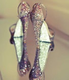 Dazzling Bridal Shoes
Photography: Tina Rowden
Read More:
http://www.insideweddings.com/weddings/alexandria-lopez-and-joshua-smith/356/ René Caovilla glitter platform heels