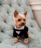 Adorable Pup in Tuxedo
Photography: Eli Turner Studios
Read More:
http://www.insideweddings.com/weddings/elegant-and-romantic-jewish-ballroom-wedding-in-washington-dc/1109/ small yorkie puppy in tuxedo acts as ring bearer for wedding