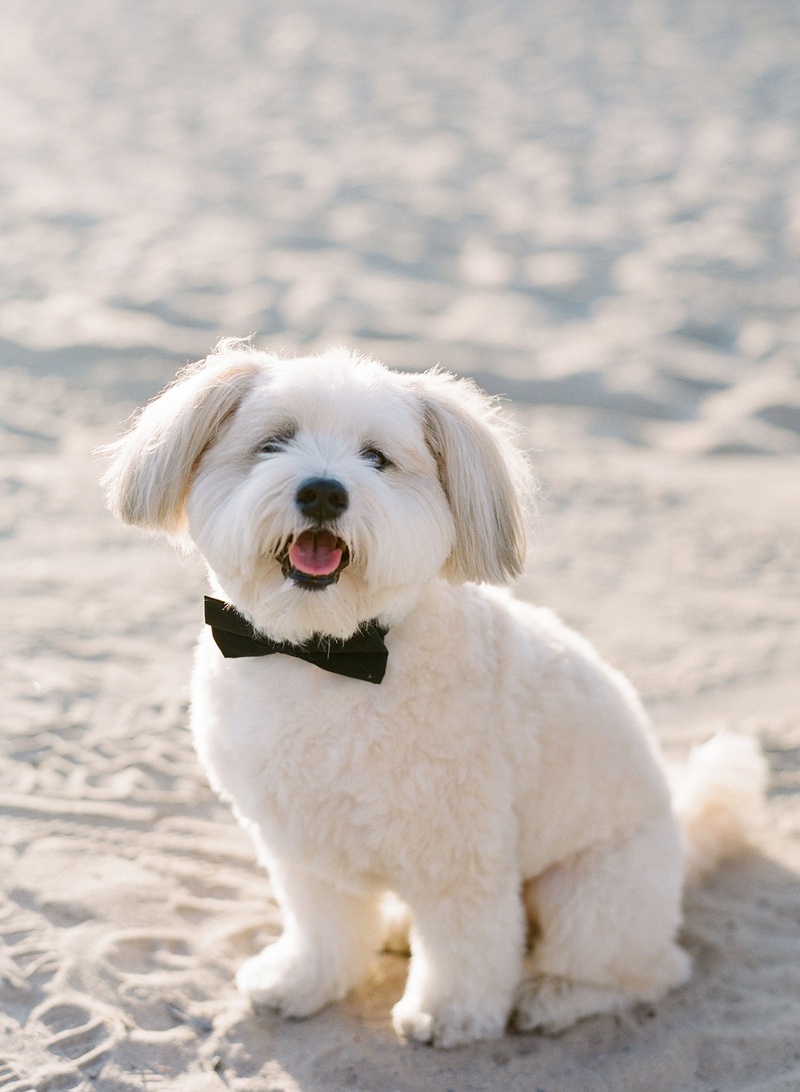 Adorable Dog with Bow Tie on Beach
Photography: Michelle Beller Photography
Read More:
http://www.insideweddings.com/weddings/classic-ceremony-beachfront-ballroom-reception-in-santa-monica/1234/ santa monica beach wedding with white dog in black bow tie for wedding