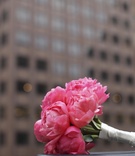 Hot Pink Peony Bouquet
Photography: Punam Bean
Read More:
http://www.insideweddings.com/weddings/brightly-colored-fall-wedding-in-new-york/317/ Wedding bouquet with bright pink peonies in NYC