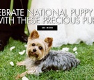National Puppy Day Inspiration
Article: 30 Absolutely Adorable Puppies %26 Dogs at Real Weddings
Photography: Jose Villa Photography
Read More:
http://www.insideweddings.com/news/planning-design/30-absolutely-adorable-puppies-dogs-at-real-weddings/4737/ celebrate national puppy day with these precious pups wedding ideas national puppy day