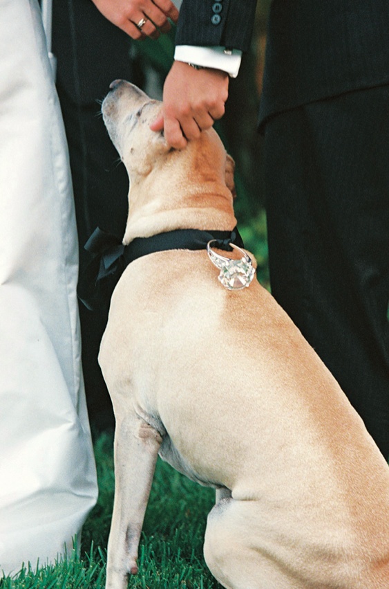 Dog Ring Bearer
Photography: Yvette Roman Photography
Read More:
http://www.insideweddings.com/weddings/sophisticated-black-white-wedding-in-santa-barbara-california/113/ Medium sized dog as ring bearer at outdoor ceremony
