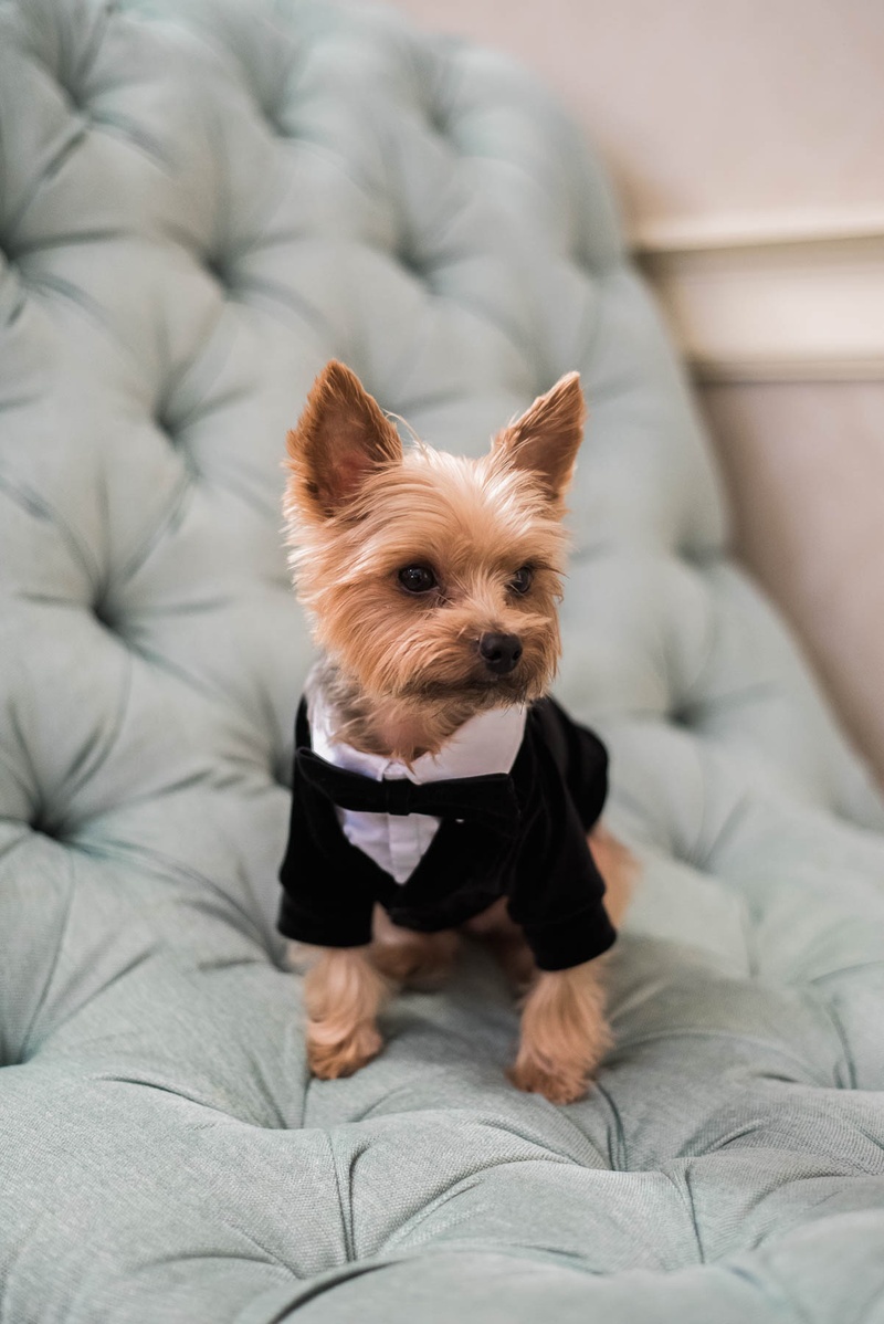 Flower Girls & Ring Bearers Photos Adorable Pup in Tuxedo Inside
