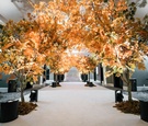 Entrance Lined with Fall Trees