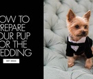 How to Train Your Dog for Your Wedding
Article: How to Train Your Dog for Your Wedding
Photography: Eli Turner Studios
Read More:
http://www.insideweddings.com/news/planning-design/how-to-train-your-dog-for-your-wedding/4488/ How to prepare your pup for the wedding training your dog to cooperate for the ceremony