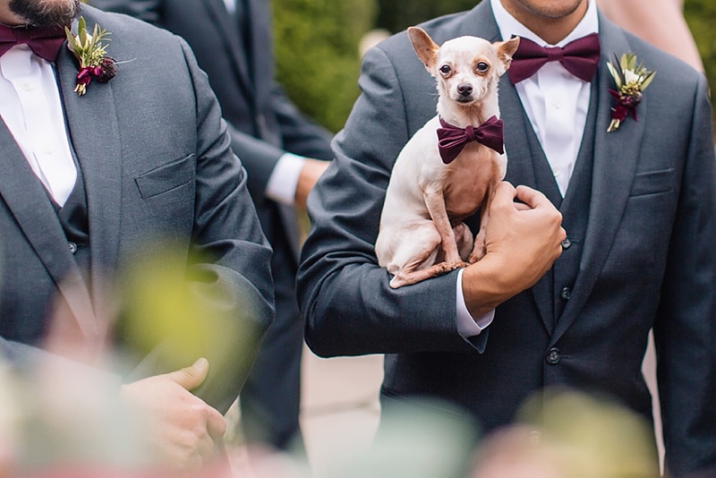 Groomsmen Holds Chihuahua Ring Bearer in Bow Tie
Photography: Vue Photography
Read More:
http://www.insideweddings.com/weddings/baroque-autumn-wedding-with-deep-wine-tones-in-north-carolina/770/ chihuahua dog in purple bow tie held by a groomsmen in a gray tuxedo acted as the ring bearer