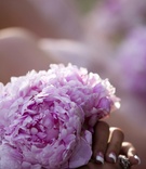 Bridesmaid's Bouquet
Photography: Images by Berit, Inc.
Read More:
http://www.insideweddings.com/weddings/classic-pink-castle-wedding-in-new-jersey/340/ Bridesmaid's bouquet of pink peonies