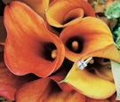 Princess-Cut Engagement Ring