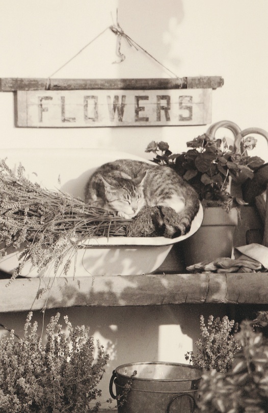 Cat at Rose Farm
Photography: Amy Kumler Photography
Read More:
http://www.insideweddings.com/weddings/outdoor-wedding-at-a-california-rose-farm/18/ Black and white image of kitten on flower stand