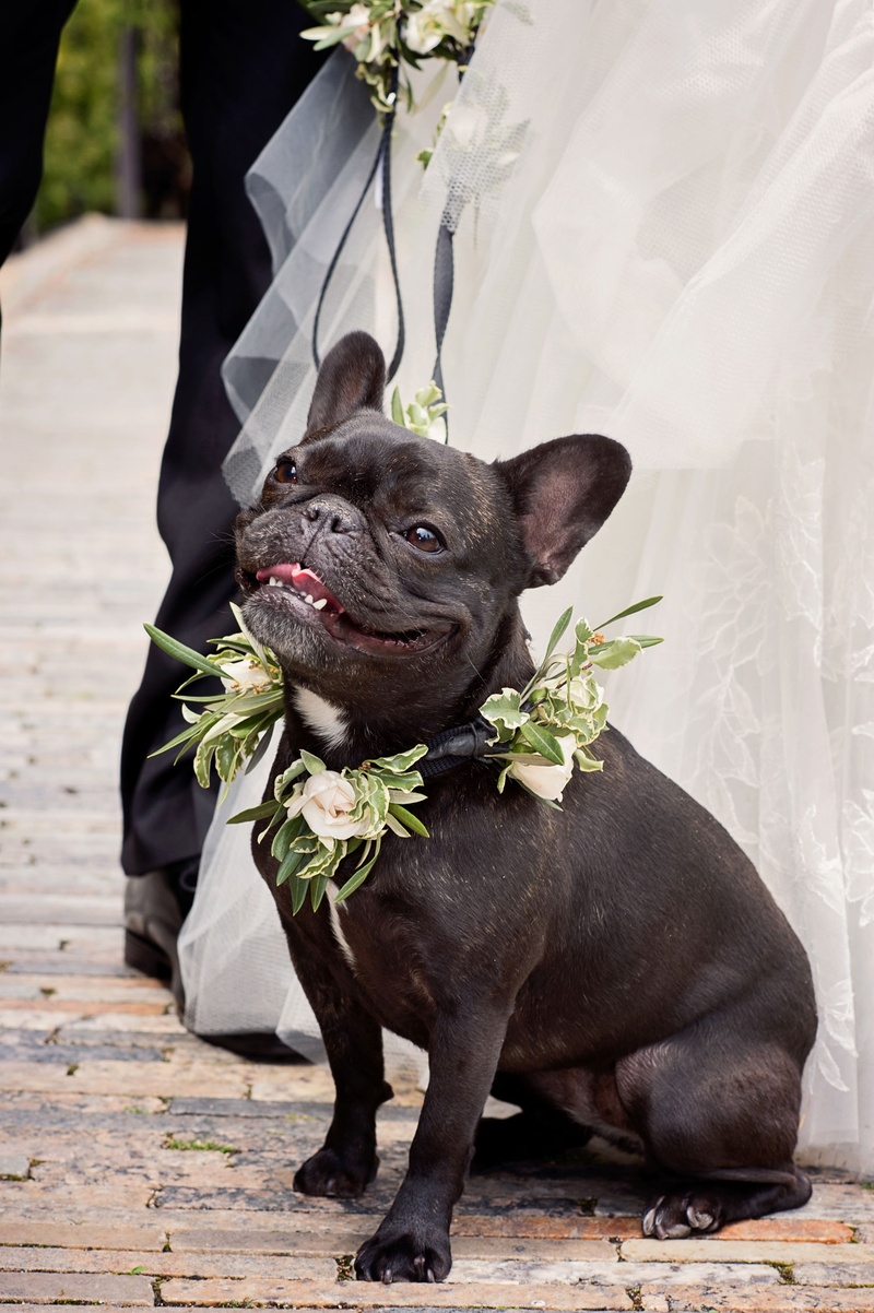 Smiling French Bull Dog at Wedding
Photography: Carasco Photography
Read More:
http://www.insideweddings.com/weddings/traditional-ceremony-glamorous-garden-inspired-tented-reception/943/ French bull dog at bride and groom's wedding with greenery and white flower collar and leash