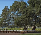 Towering Trees at Outdoor Ceremony