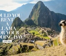 Renting Therapy Llamas and Alpacas for Your Wedding
Article: Unique Entertainment: Llama %26 Alpaca Rentals for Your Wedding
Photography: Courtesy of andBeyond
Read More:
http://www.insideweddings.com/news/planning-design/unique-entertainment-llama-alpaca-rentals-for-your-wedding/3737/ renting therapy llamas alpacas wedding mtn peaks non-profit unique entertainment animals therapy